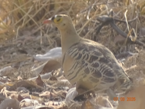 iNaturalist image