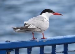 Common Tern photo 4