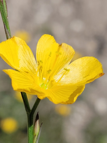 Image of Linum carteri by (c) Jay Horn, some rights reserved (CC BY)