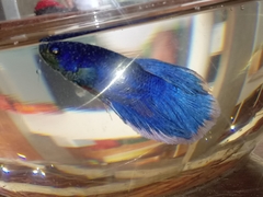 Betta
