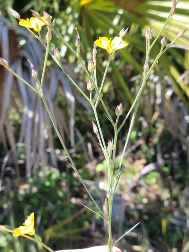Image of Linum carteri by (c) Jay Horn, some rights reserved (CC BY)