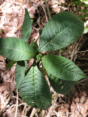 Image of Psychotria tenuifolia by (c) Jay Horn, some rights reserved (CC BY)