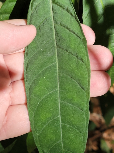 Image of Psychotria tenuifolia by (c) Jay Horn, some rights reserved (CC BY)