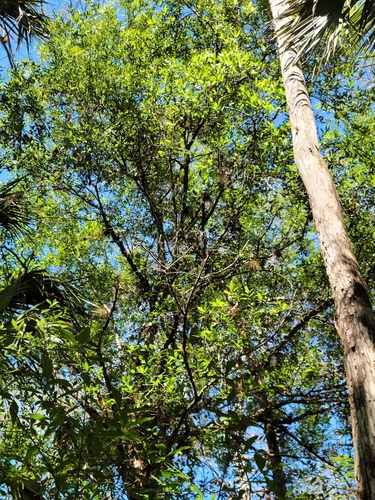 Image of Quercus laurifolia by (c) Jay Horn, some rights reserved (CC BY)