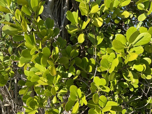 Foto de Abaneiro
