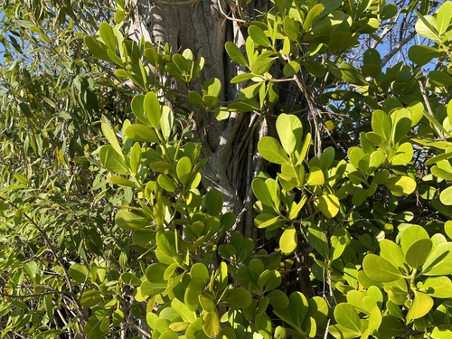 Foto de Abaneiro