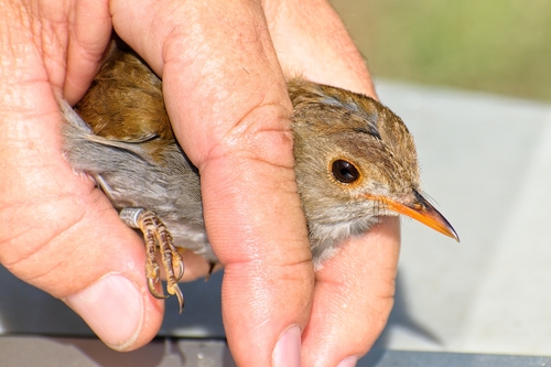 Orange-billed Nightingale-Thrush (Catharus aurantiirostris), photo 5