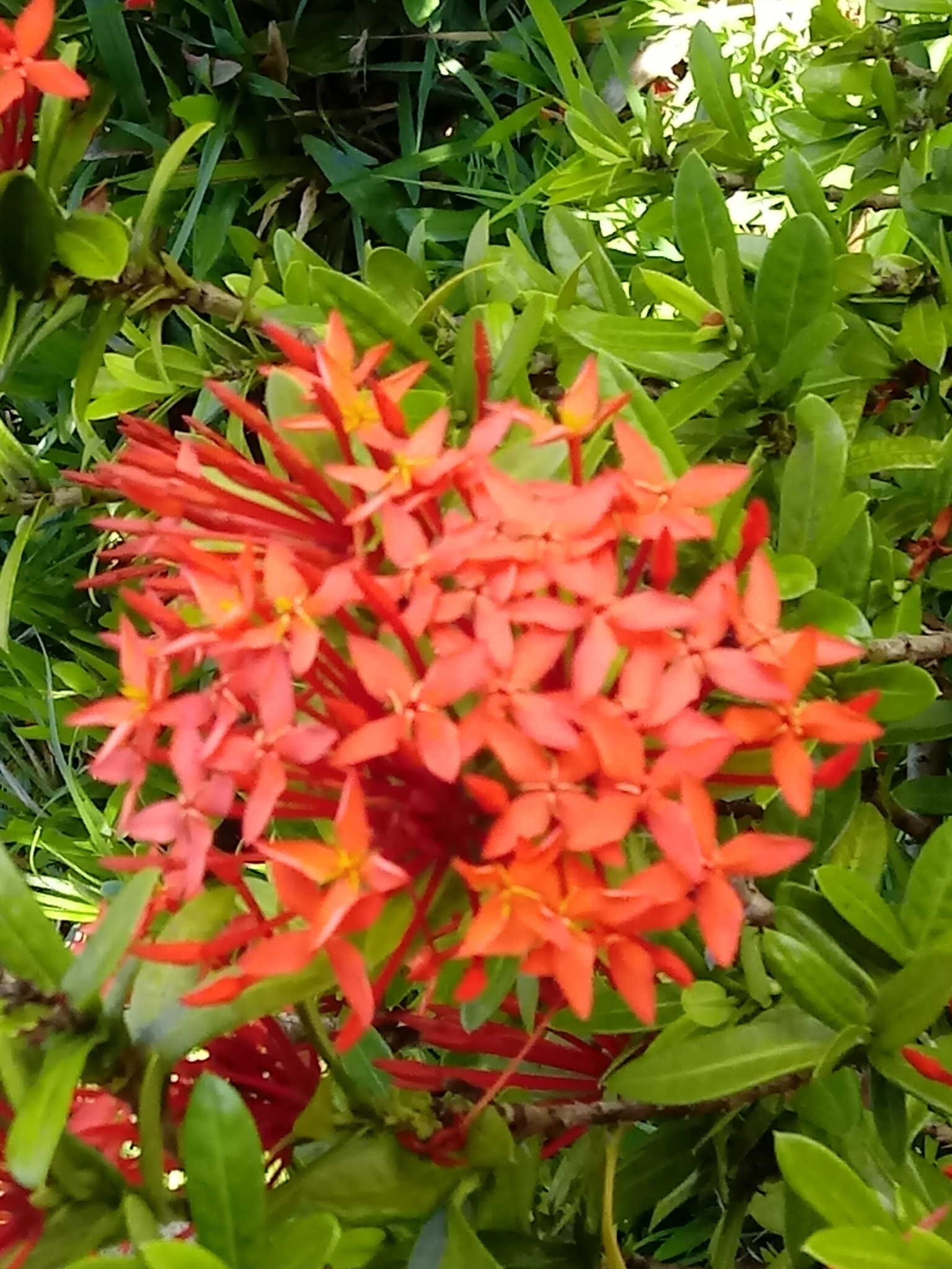 Ixora coccinea
