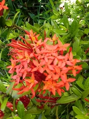 Ixora coccinea