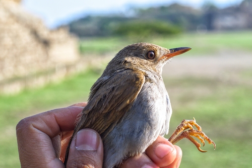 Orange-billed Nightingale-Thrush (Catharus aurantiirostris), photo 6