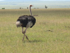 Struthio camelus massaicus