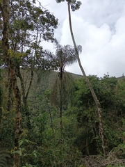 Ceroxylon pityrophyllum