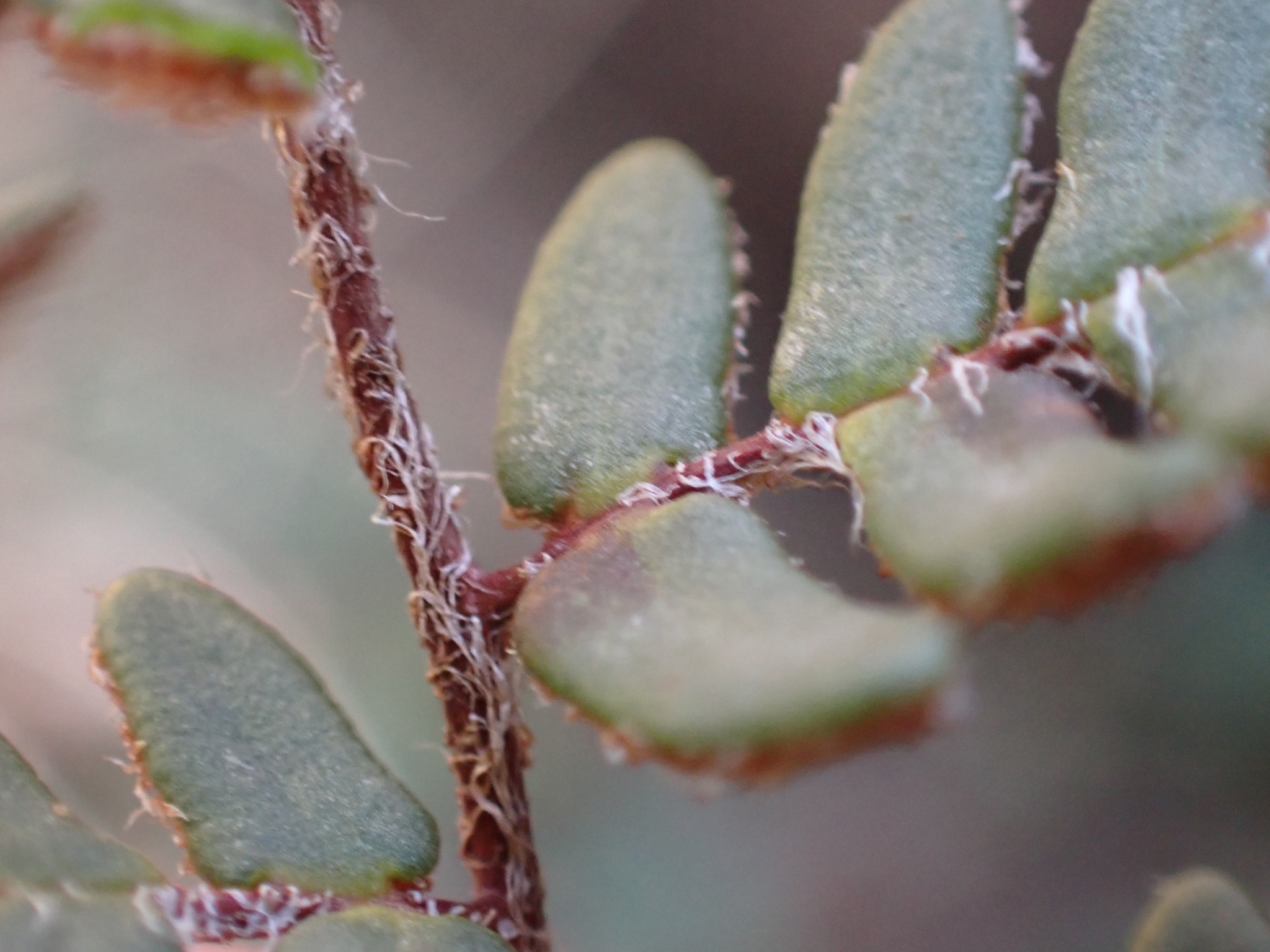 Imagem de Paragymnopteris marantae marantae