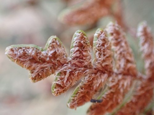 Image of Paragymnopteris marantae by (c) Elias, some rights reserved (CC BY)