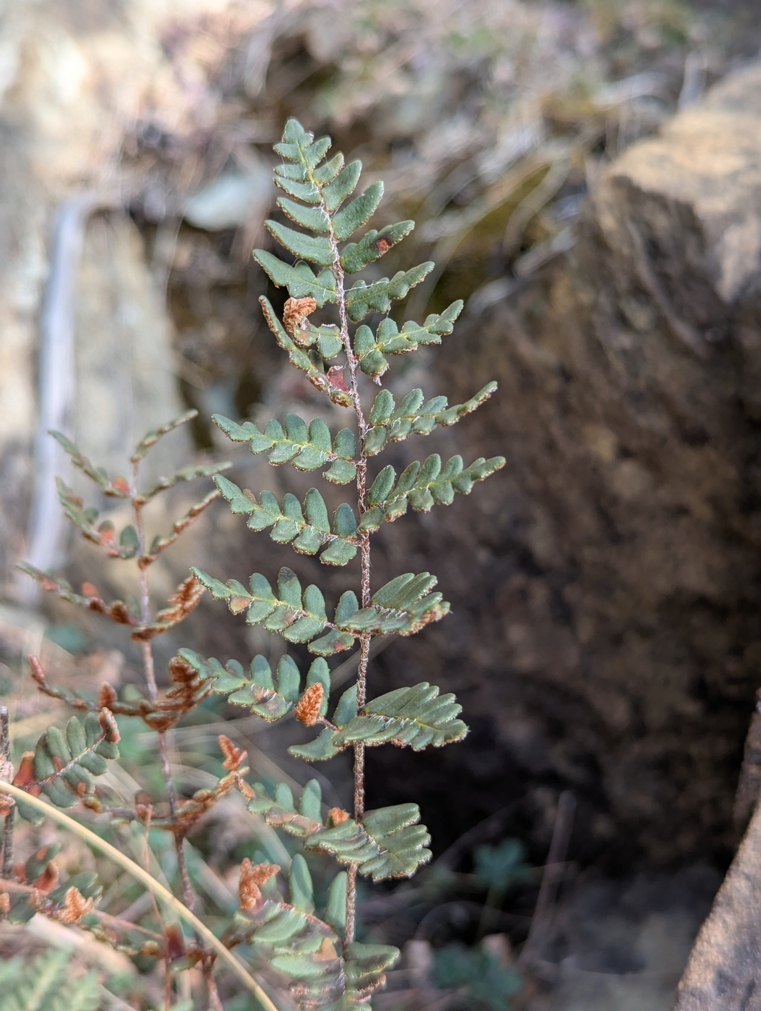 Imagem de Paragymnopteris marantae marantae