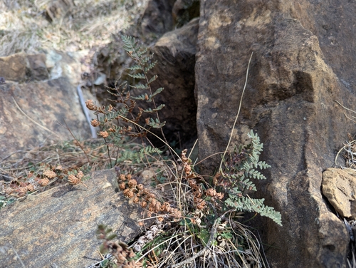 Foto de Paragymnopteris marantae marantae