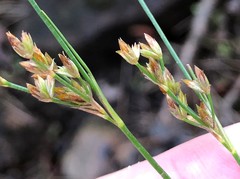 Juncus debilis