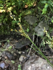 Juncus debilis