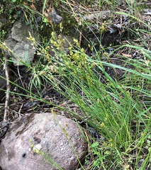 Juncus debilis