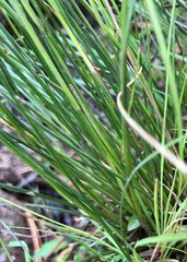 Juncus debilis