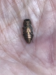 Chrysobothris viridiceps