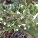 Lepechinia hastata socorrensis - Photo (c) Norma Castillo,  זכויות יוצרים חלקיות (CC BY-NC-ND), uploaded by Norma Castillo