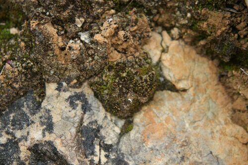 Campylostelium pitardii