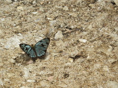 Dynamine postverta mexicana