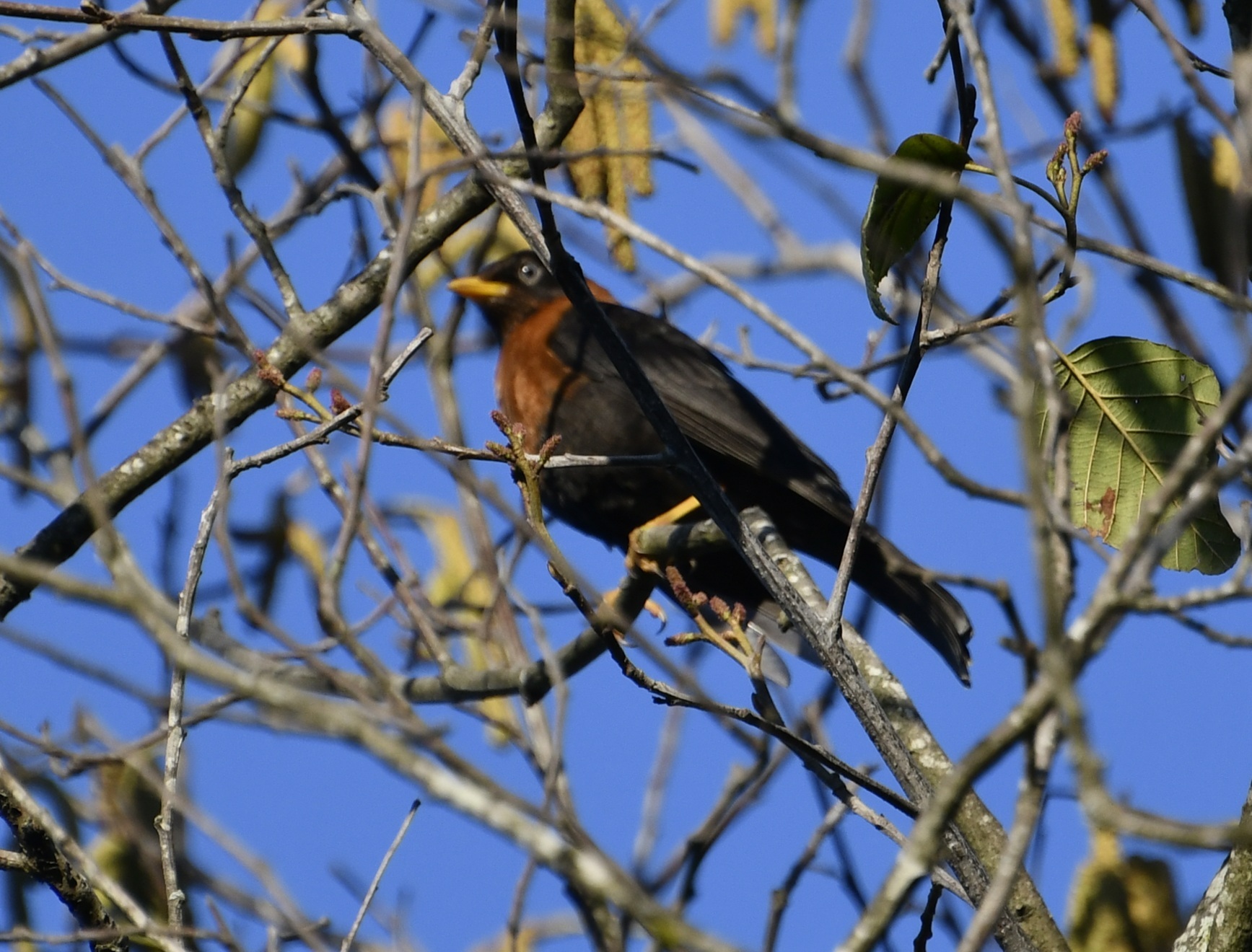 Rufous-collared Thrush (Turdus rufitorques), photo 10