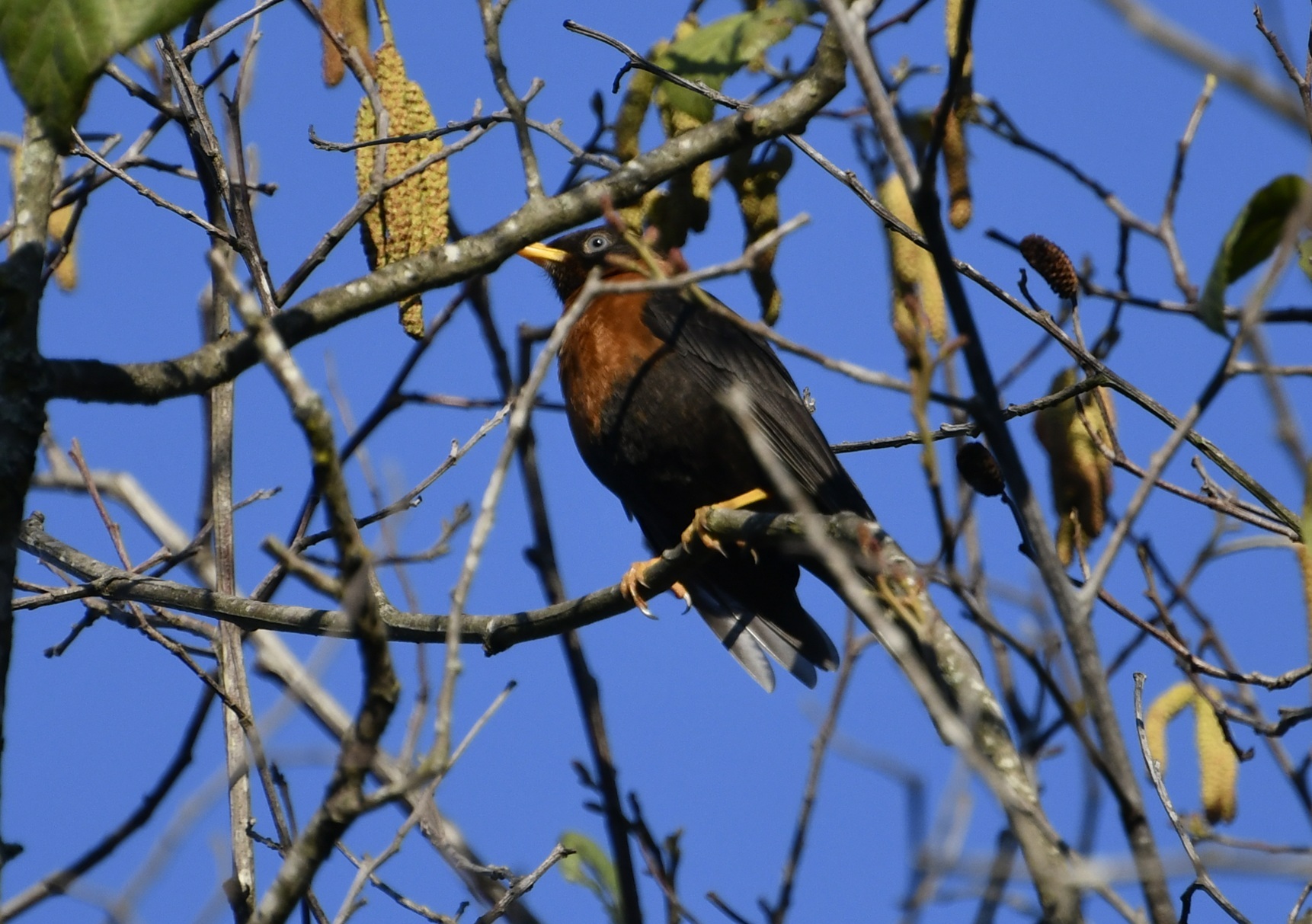 Rufous-collared Thrush (Turdus rufitorques), photo 9