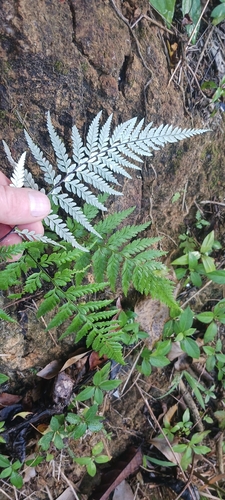 Image of Pityrogramma calomelanos by no rights reserved