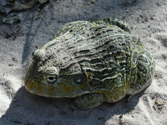 Pyxicephalus adspersus