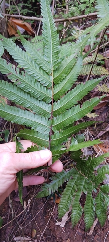 Image of Free-Tip Star-Hair Fern (Goniopteris tetragona) by no rights reserved