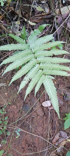 Image of Free-Tip Star-Hair Fern (Goniopteris tetragona) by no rights reserved