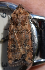 Anhimella contrahens