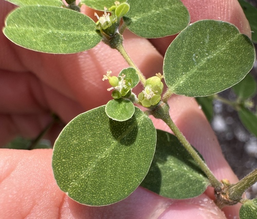 Euphorbia skottsbergii observed 2025-03-02