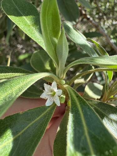 Myoporum stellatum observed 2025-03-02