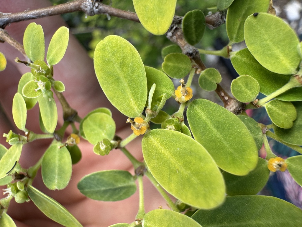 Euphorbia skottsbergii
