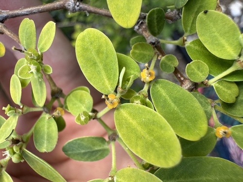 coastal sandmat (Chamaesyce skottsbergii var. skottsbergii)