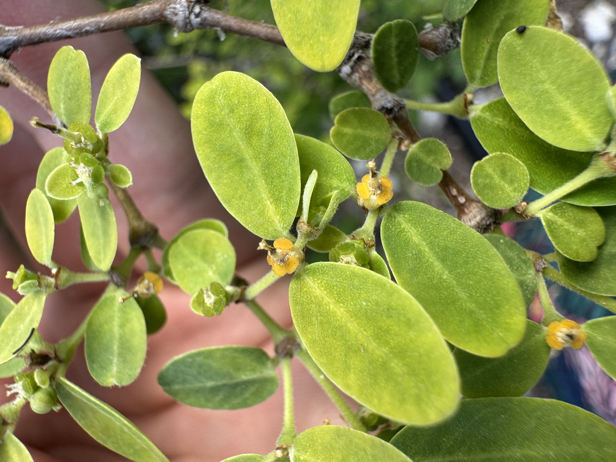 Euphorbia skottsbergii