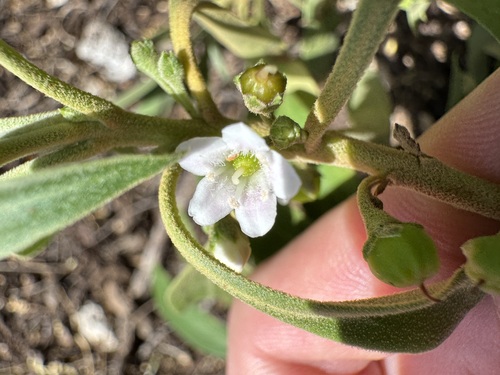 Myoporum stellatum observed 2025-03-02