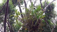 Guarianthe aurantiaca