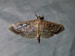 Herpetogramma thestealis