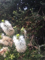 Melaleuca lanceolata