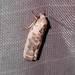 Pale Gray Bird-dropping Moth - Photo (c) Ray Simpson, some rights reserved (CC BY-NC), uploaded by Ray Simpson