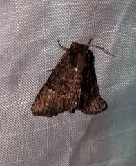 Phosphila turbulenta