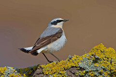 Northern Wheatear photo 3