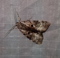 Catocala andromedae