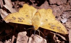 Myscelus amystis