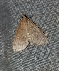 Framinghamia helvalis
